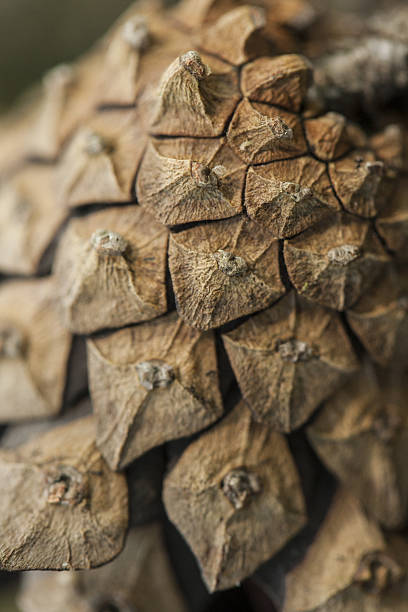 istock Pine cone - close up of texture 492446881