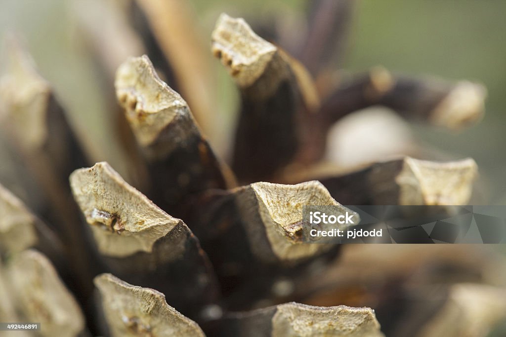 Pine cone - close up of texture A close-up shot of the texture of a small pine cone. Close-up Stock Photo