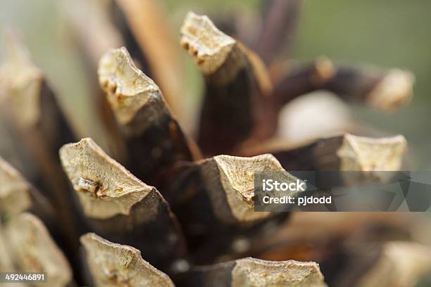 Pine Cone Close Up Of Texture Stock Photo - Download Image Now - Close-up, Horizontal, No People