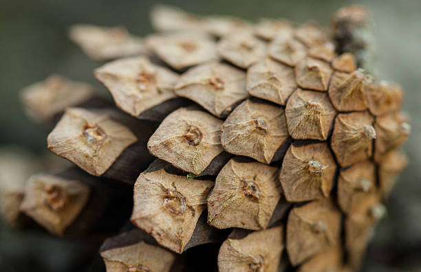 istock Pine cone - close up of texture 492446901