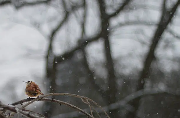 A bird perches on a cherry blossom, observing the falling snow.