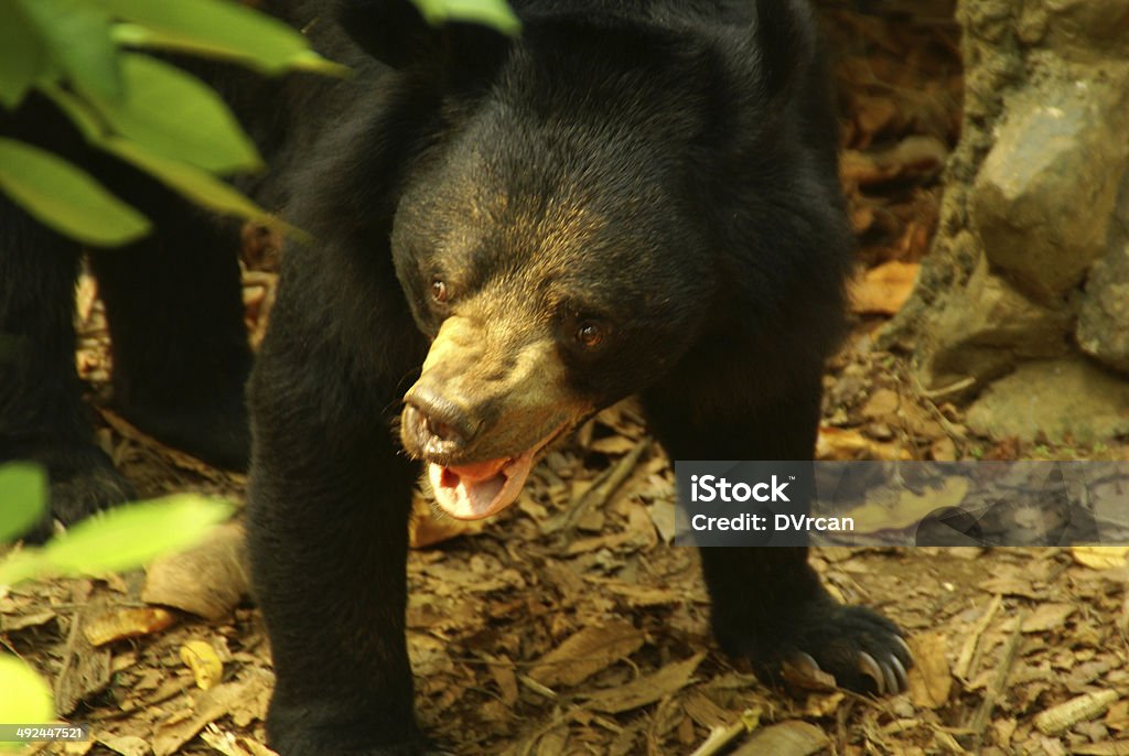 Angry Wild Bear Wild Black Bear in Laos Animal Stock Photo