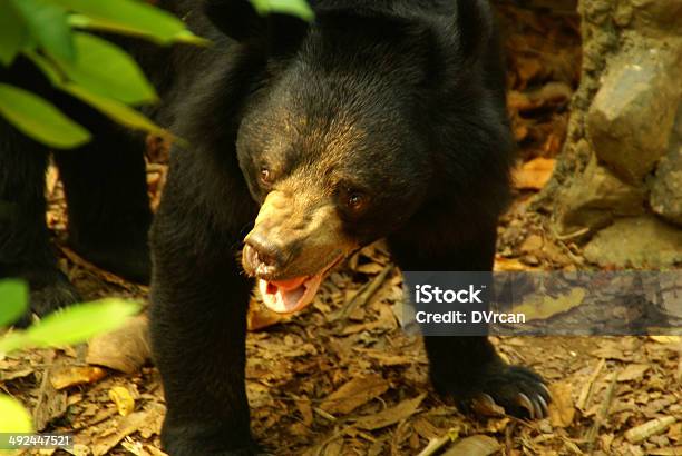 Angry Wild Bear Stock Photo - Download Image Now - Animal, Animal Hair, Animal Teeth