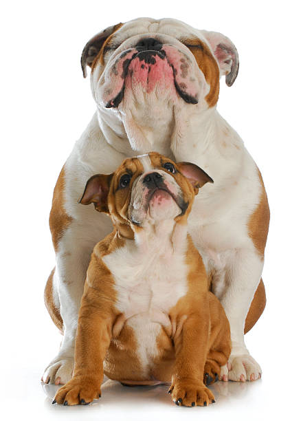 istock bulldog father and son 492447567