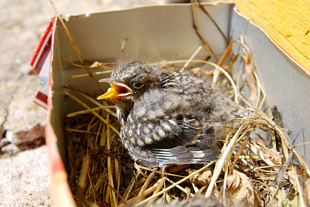 little pájaro en una pequeña cesta en día soleado - chirrup fotografías e imágenes de stock