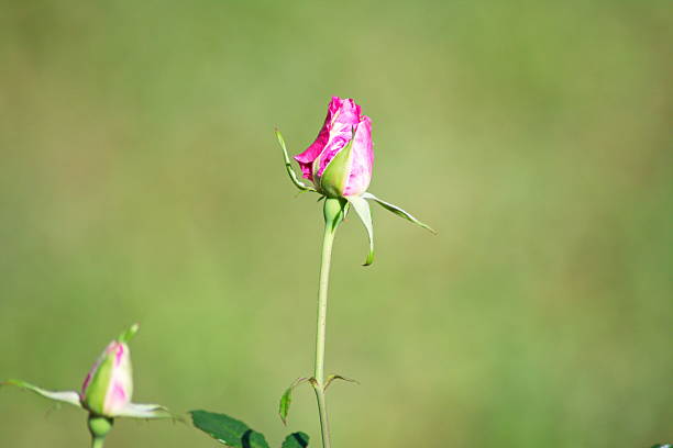 piękny różowy róża pączek - hoby zdjęcia i obrazy z banku zdjęć