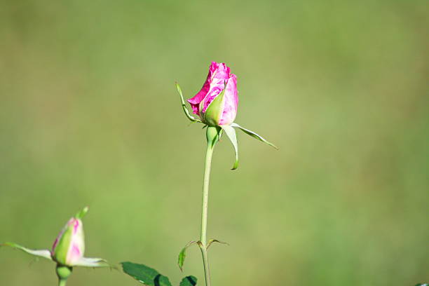 lindas rosa rosa bud - hoby - fotografias e filmes do acervo