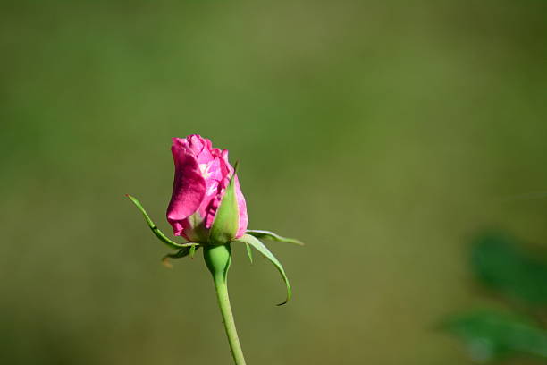 lindas rosa rosa bud - hoby - fotografias e filmes do acervo