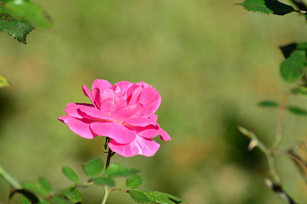 piękny różowy róża pączek - hoby zdjęcia i obrazy z banku zdjęć