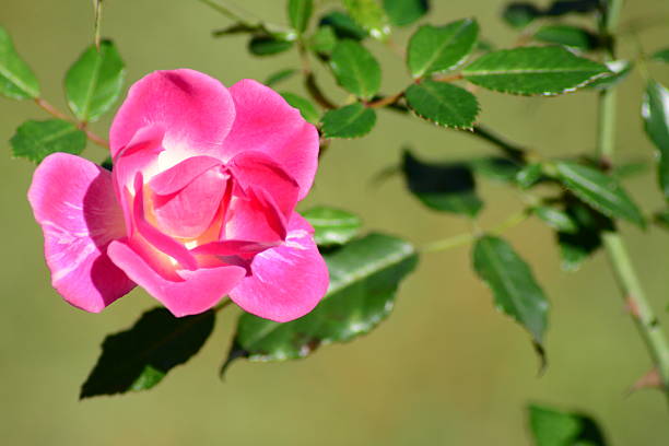 lindas rosa rosa bud - hoby - fotografias e filmes do acervo