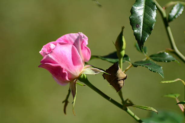 lindas rosa rosa bud - hoby - fotografias e filmes do acervo