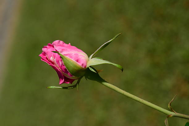 bela rosa rosa amigo - hoby imagens e fotografias de stock