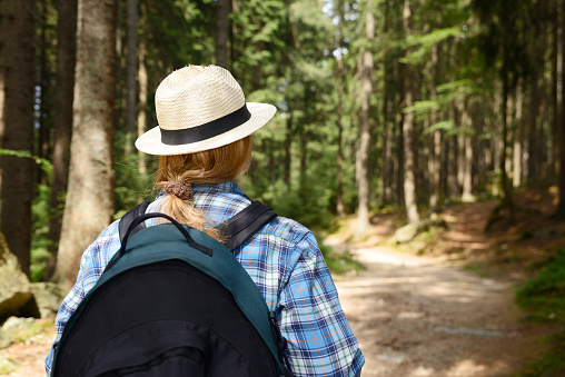 Woman hiking in the woods in summertime. The woman is wearing sun hat, backpack and a checked blue white shirt. She has a northern european descent, long blond hair in a braid. Taken from rear view in Germany, Bavaria, Bayerischer Wald Nationalpark, green coniferous trees and footpath in the background.