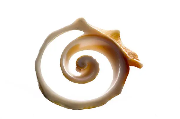 A slice of a seashell on white background.