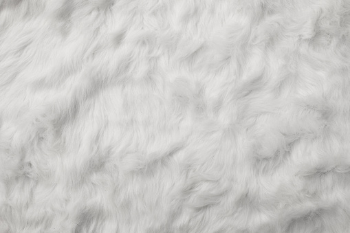 Sheep Wool as background