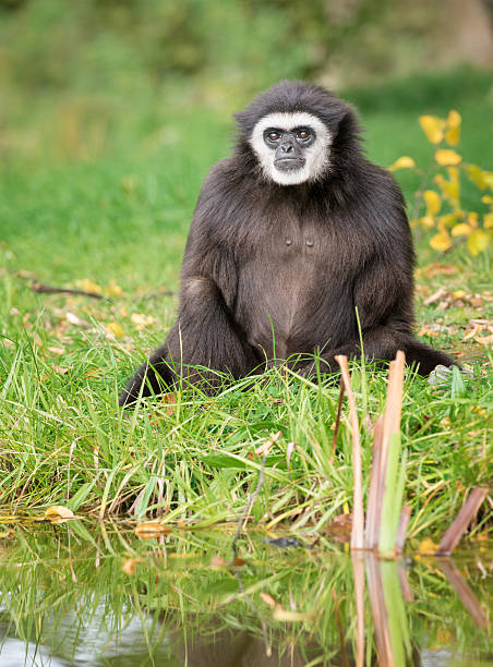 istock Lar Gibbon at a River in the Rainforest 492454186