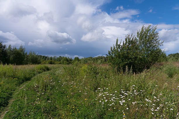istock Summer field with small path and white flowers 492455510