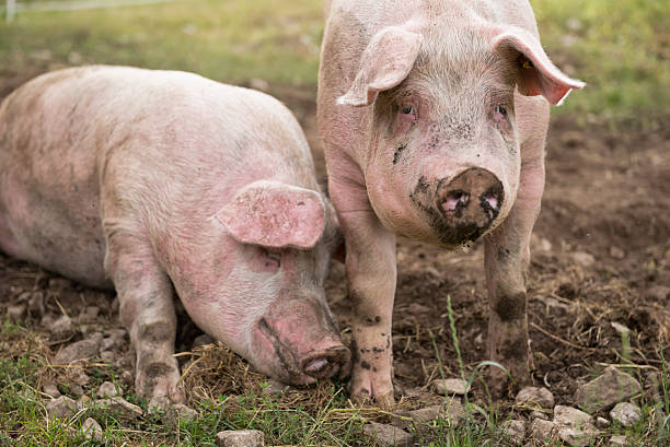 istock Two pigs in the pen 492455518