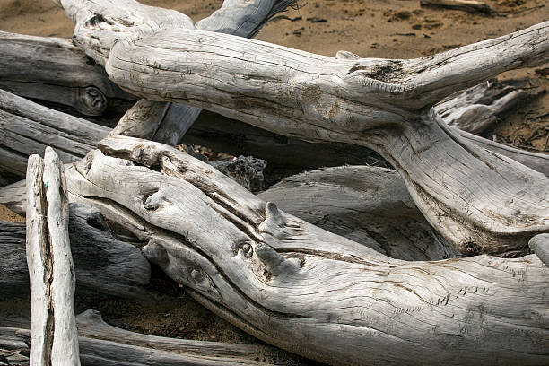 istock Two bleached driftwood logs on Flagstaff Lake, northwestern Main 492456090