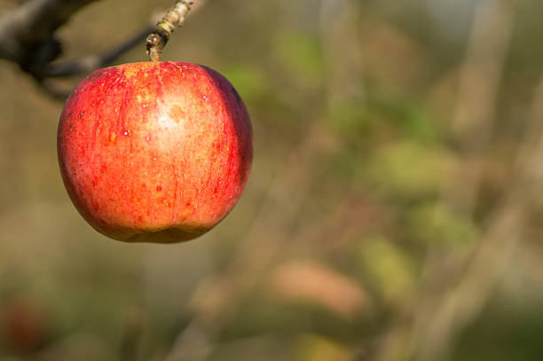 istock Organic apple hanging on a tree branch 492456978
