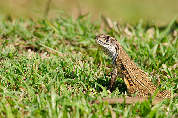 istock Leiolepis is waiting prey in the garden 492457016