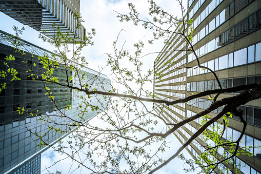 Office Buildings And Trees, Vertical View, New York, USA