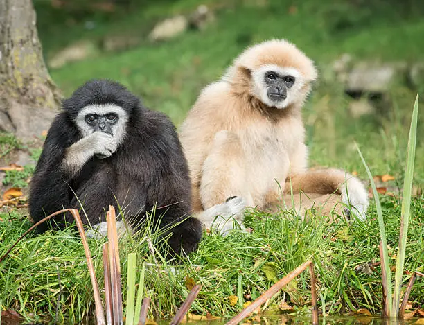 Lar Gibbons resting in Wildlife observing the surrounding. Nikon D810. Converted from RAW. Asia.