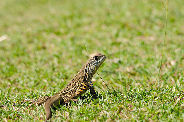 istock Leiolepis is waiting prey in the garden 492458138