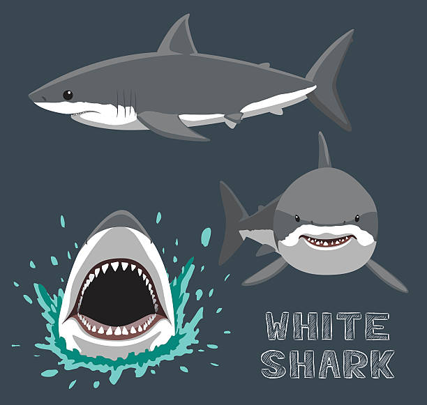 stockillustraties, clipart, cartoons en iconen met white shark cartoon vector illustration - toy shark