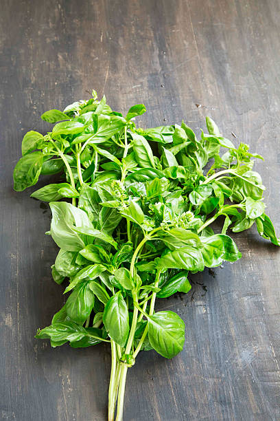 istock Bunch of Fresh Organic Basil 492458894