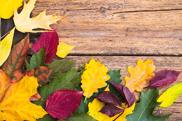 istock autumn leaves on wooden background 492459046