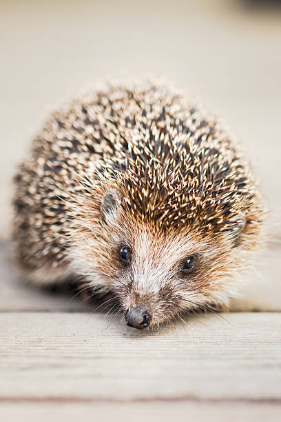 istock Small Funny Hedgehog On Wooden Floor 492459660