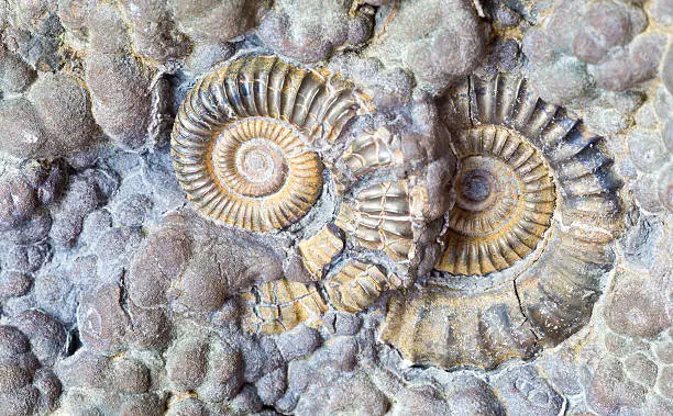 Lower Jurassic ammonites from Lyme Regis on Dorset's Jurassic Coast, preserved in pyrite.