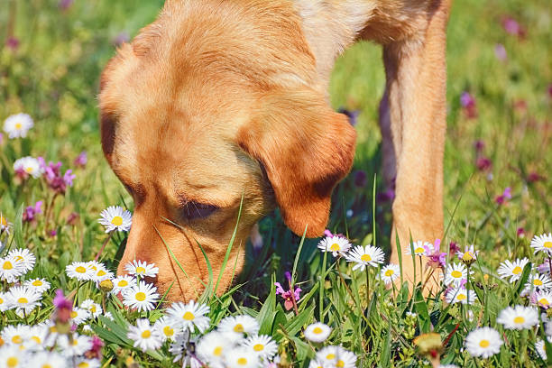 Sniffing chien - Photo