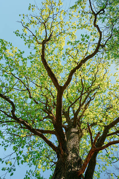 istock Sunny Canopy Of Tall Trees. Sunlight In Deciduous Forest, Summer 492460970