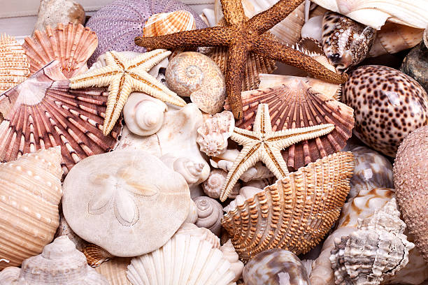 istock background of group of various seashells 492462958