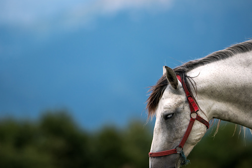horse in nature, side view.animal background.