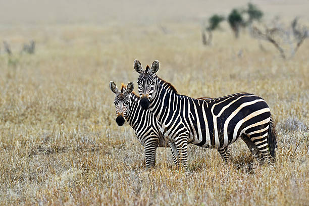 istock Zebra in the Masai Mara 492465086