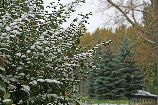 première neige - flower snow winter close up photos et images de collection