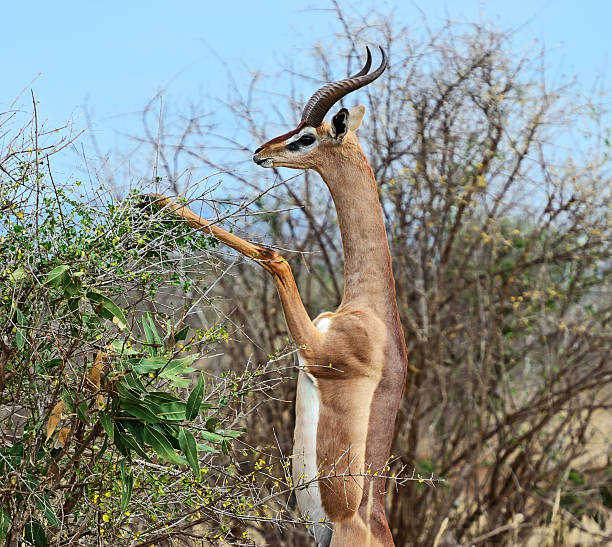 istock African gazelle gerenuk 492483644