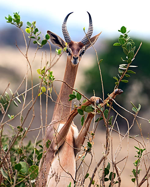 African gazelle gerenuk