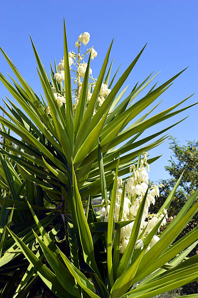 istock Spanish bayonet tree Latin name Yucca aloifolia flowers 492484024
