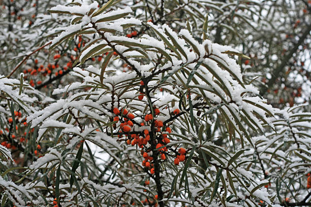 première neige - flower snow winter close up photos et images de collection