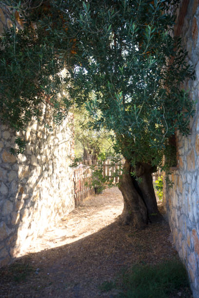 オリーブの木の後ろには、石の壁 - olive tree tree root old ストックフォトと画像