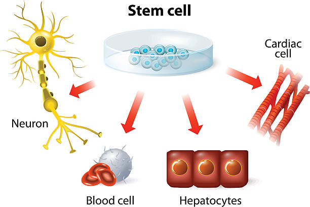 stem cell application stem cell application. Using stem cells to treat disease human blastocyst stock illustrations