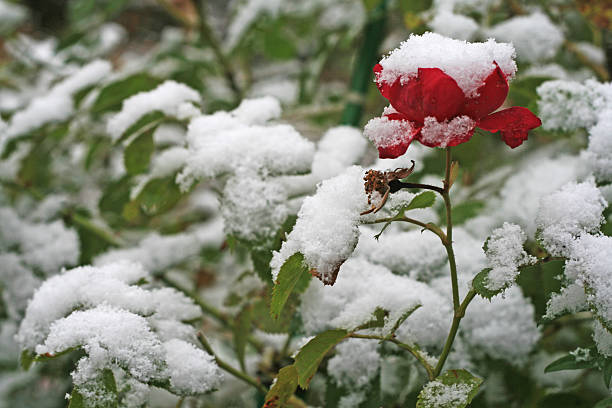 rose et la neige - flower snow winter close up photos et images de collection
