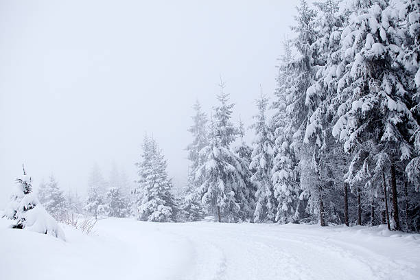 istock Foggy winter landscape with firs 492485704