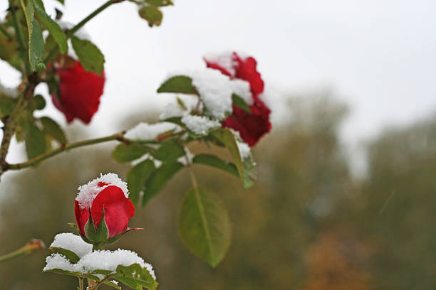 roses et de la neige - flower snow winter close up photos et images de collection