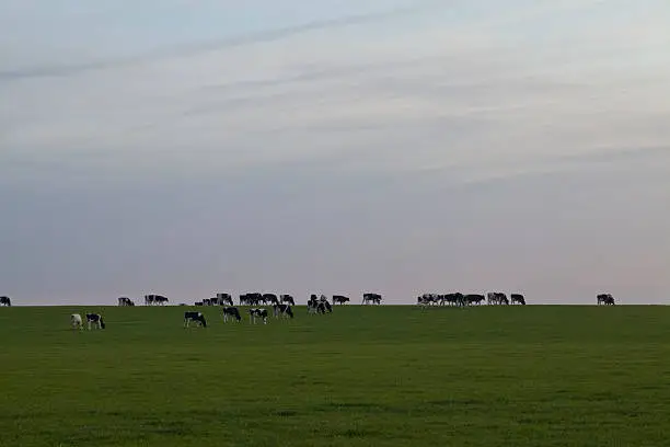 The gloaming is the half light at the end of the day. The cows get in a last feed in the disappearing light.