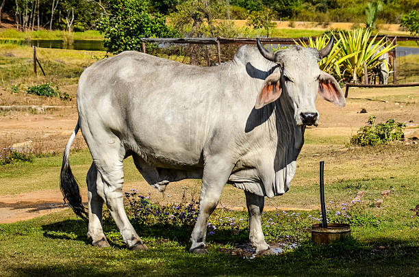 Brahman bull stock photo